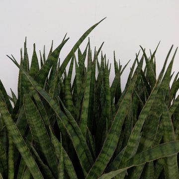 Sansevieria zeylanica 'Greenline'