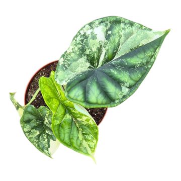 Alocasia 'Dragon Scale Variegata'