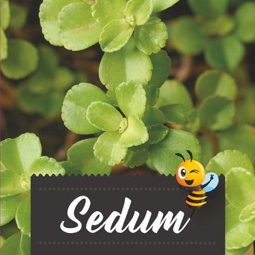 Sedum makinoi