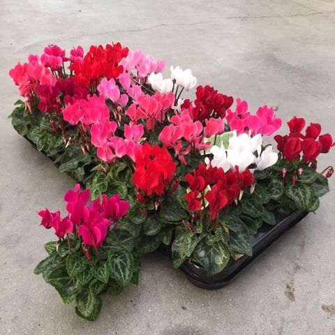 Cyclamen persicum MIX