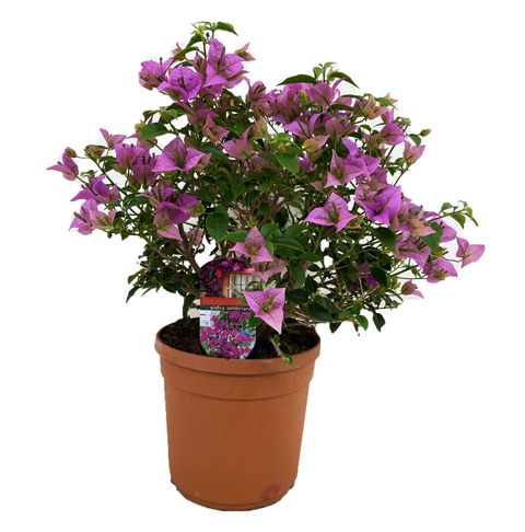 Bougainvillea glabra 'Sanderiana'