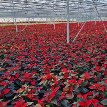 Euphorbia pulcherrima