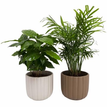 Plantas o interior MIX