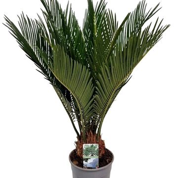 Cycas revoluta