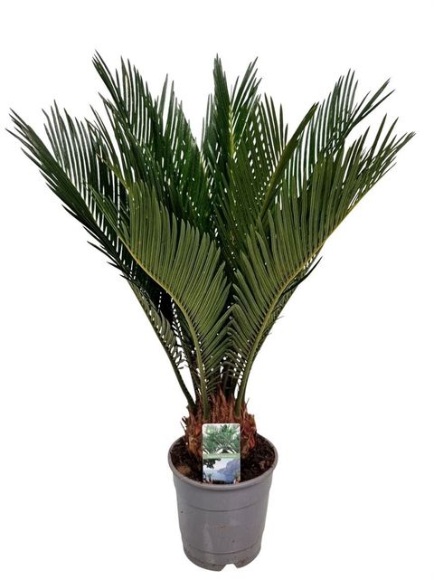 Cycas revoluta