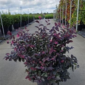 Loropetalum chinense 'Pipa's Red'