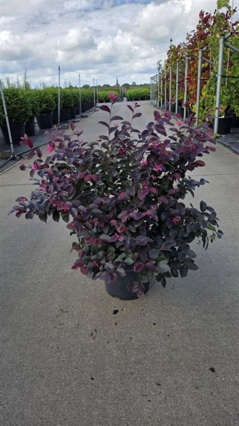 Loropetalum chinense 'Pipa's Red'
