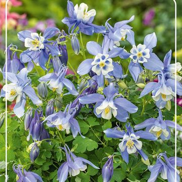 Aquilegia 'Spring Magic Blue White'