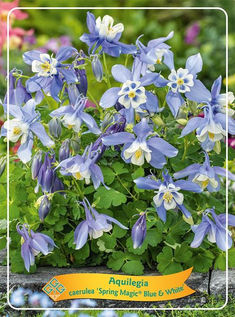 Aquilegia 'Spring Magic Blue White'