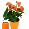 Anthurium KARMA ORANGE