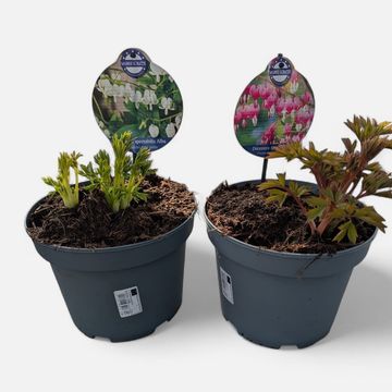 Dicentra spectabilis MIX