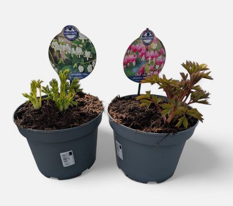 Dicentra spectabilis MIX