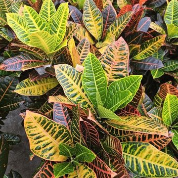 Codiaeum variegatum 'Petra'