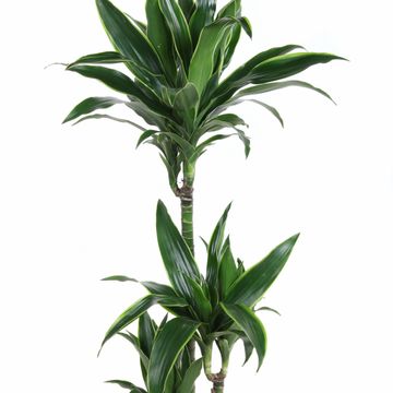 Dracaena fragrans 'Arturo'