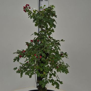 Crataegus cuneata