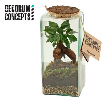 Composizione Terrarium