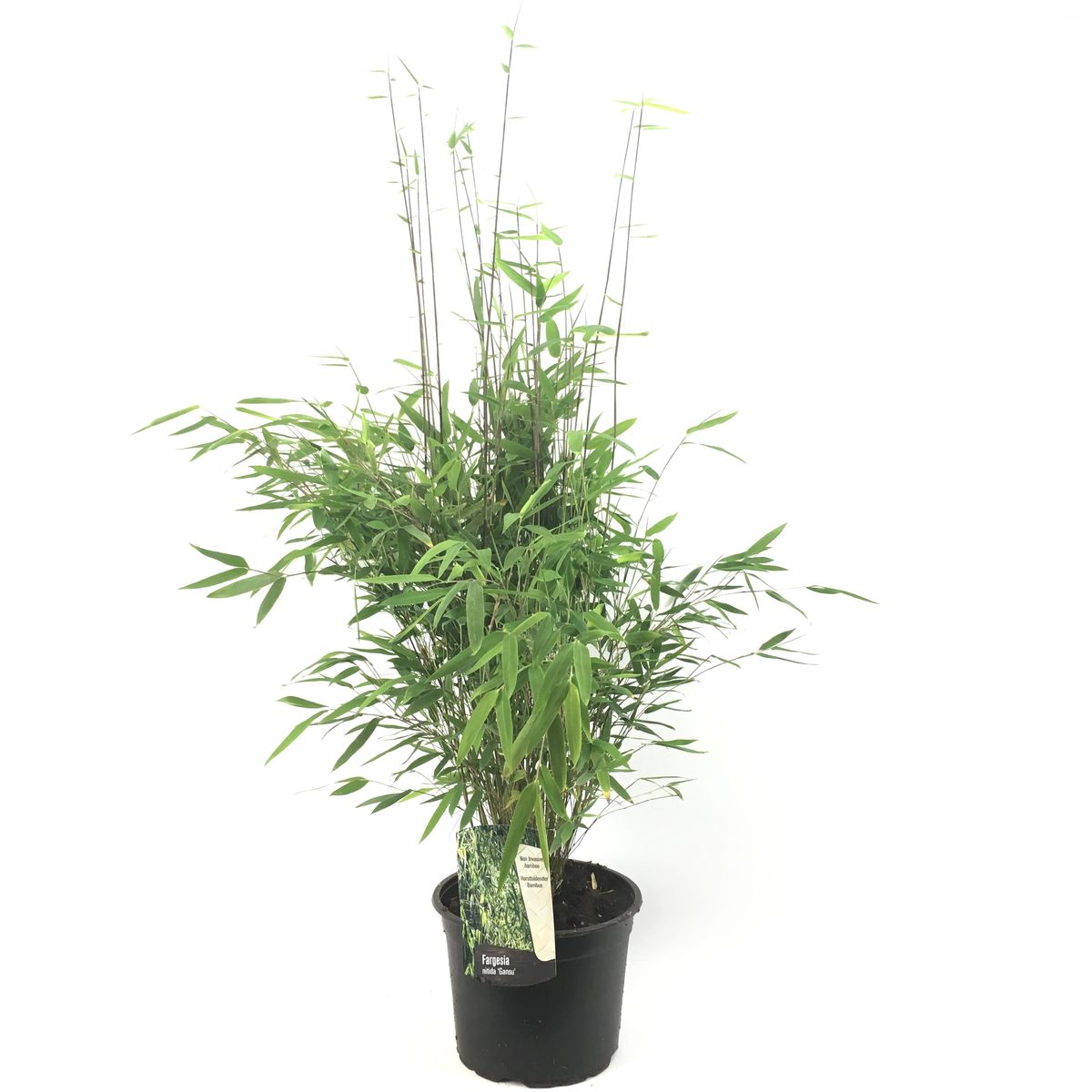 Fargesia nitida Gansu (P23 cm H80 cm) – Plant Wholesale FlorAccess