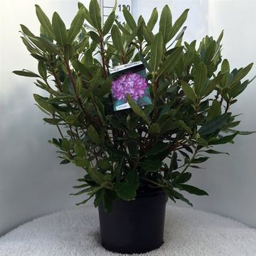 Rhododendron ponticum 'Розеум'