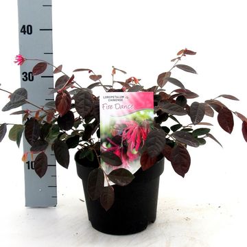 Loropetalum chinense 'Fire Dance'