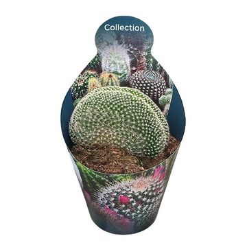 Mammillaria matudae cristata