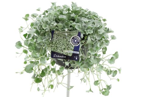 Dichondra argentea 'Silver Falls'