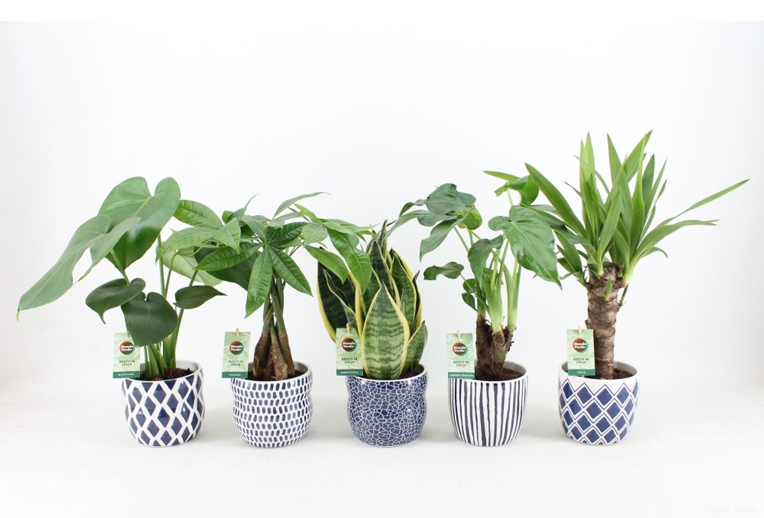 Houseplants MIX — Plant Wholesale FlorAccess