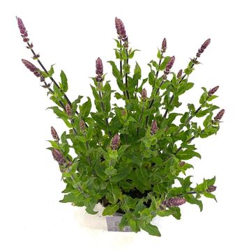 Salvia nemorosa 'Ostfriesland'