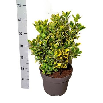Euonymus japonicus MARIEKE