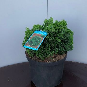 Chamaecyparis obtusa 'Nana Gracilis'