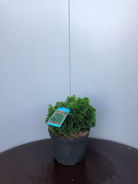 Chamaecyparis obtusa 'Nana Gracilis'