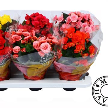 Begonia ELATIOR MIX