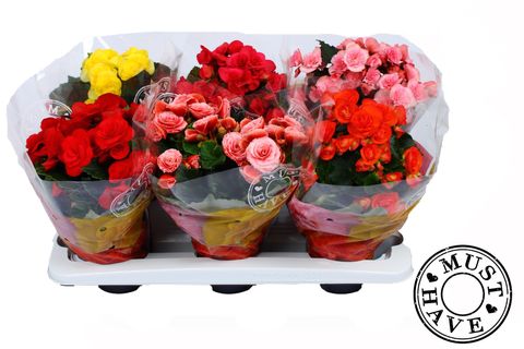 Begonia ELATIOR MIX