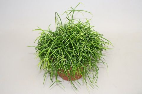 Rhipsalis baccifera 'Oasis'
