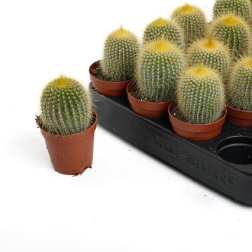 Eriocactus leninghausii