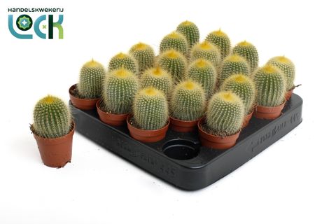 Eriocactus leninghausii