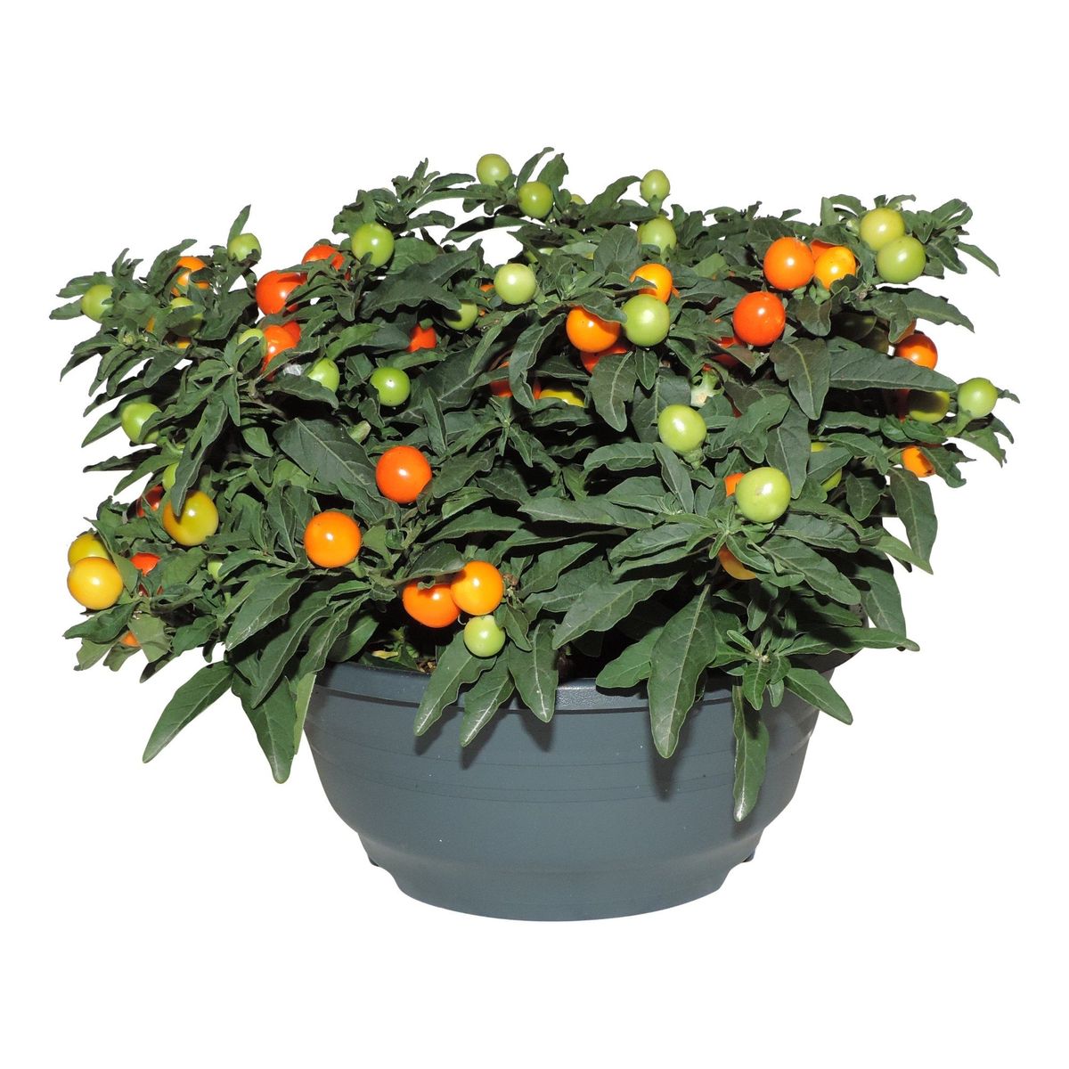 Solanum pseudocapsicum — Plant Wholesale FlorAccess