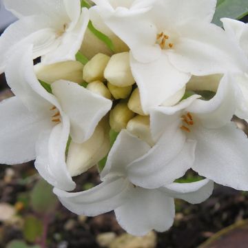 Daphne PERFUME PRINCESS WHITE