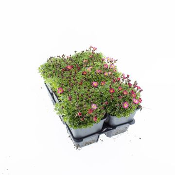 Saxifraga 'Pixie'