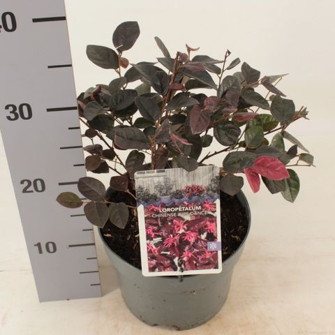 Loropetalum chinense 'Fire Dance'