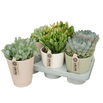 Fetbladväxter MIX IN POT