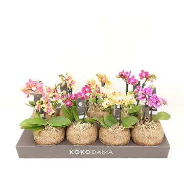 Phalaenopsis MIX