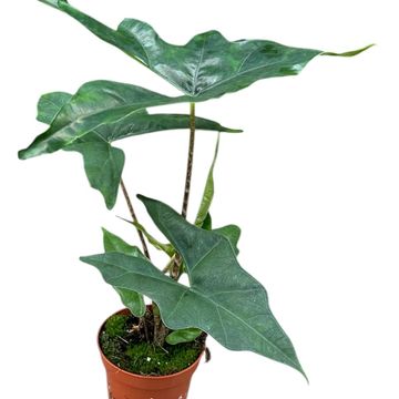 Alocasia nycteris 'Bat Wing'