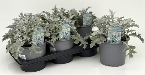 Centaurea ragusina