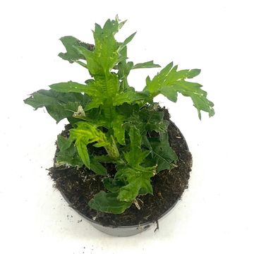 Echinops bannaticus 'Taplow Blue'