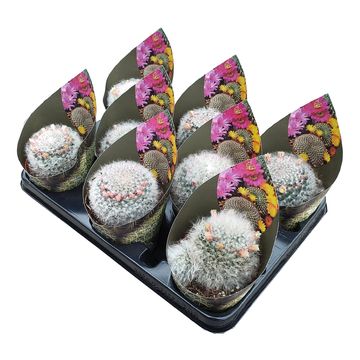 Mammillaria bocasana