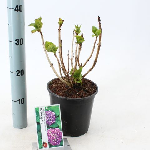 Hydrangea macrophylla 'Renate Steiniger'