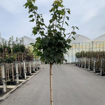 Acer platanoides 'Globosum'
