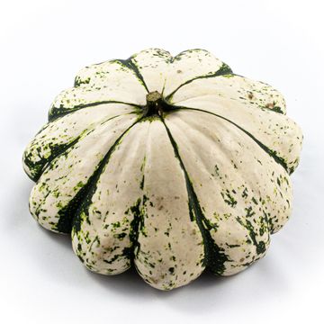 Cucurbita pepo PATISSON PANACHÉ MIX