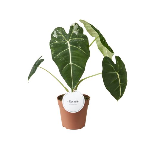 Alocasia micholitziana 'Frydek Variegata'