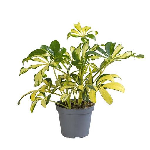 Schefflera arboricola 'Вариегата'